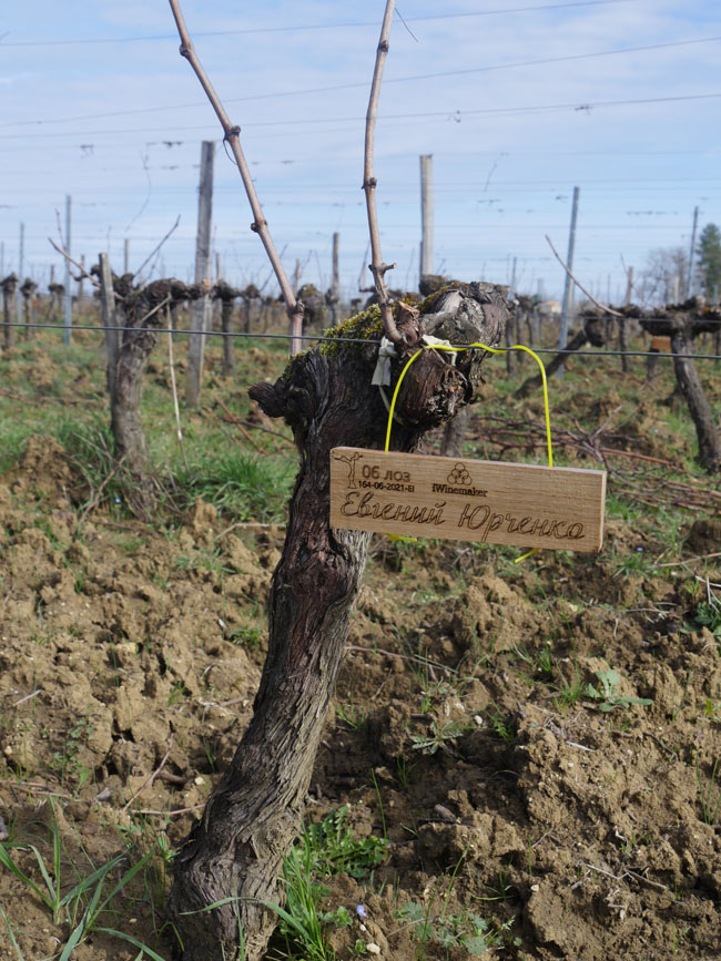 Виноградник на урожай